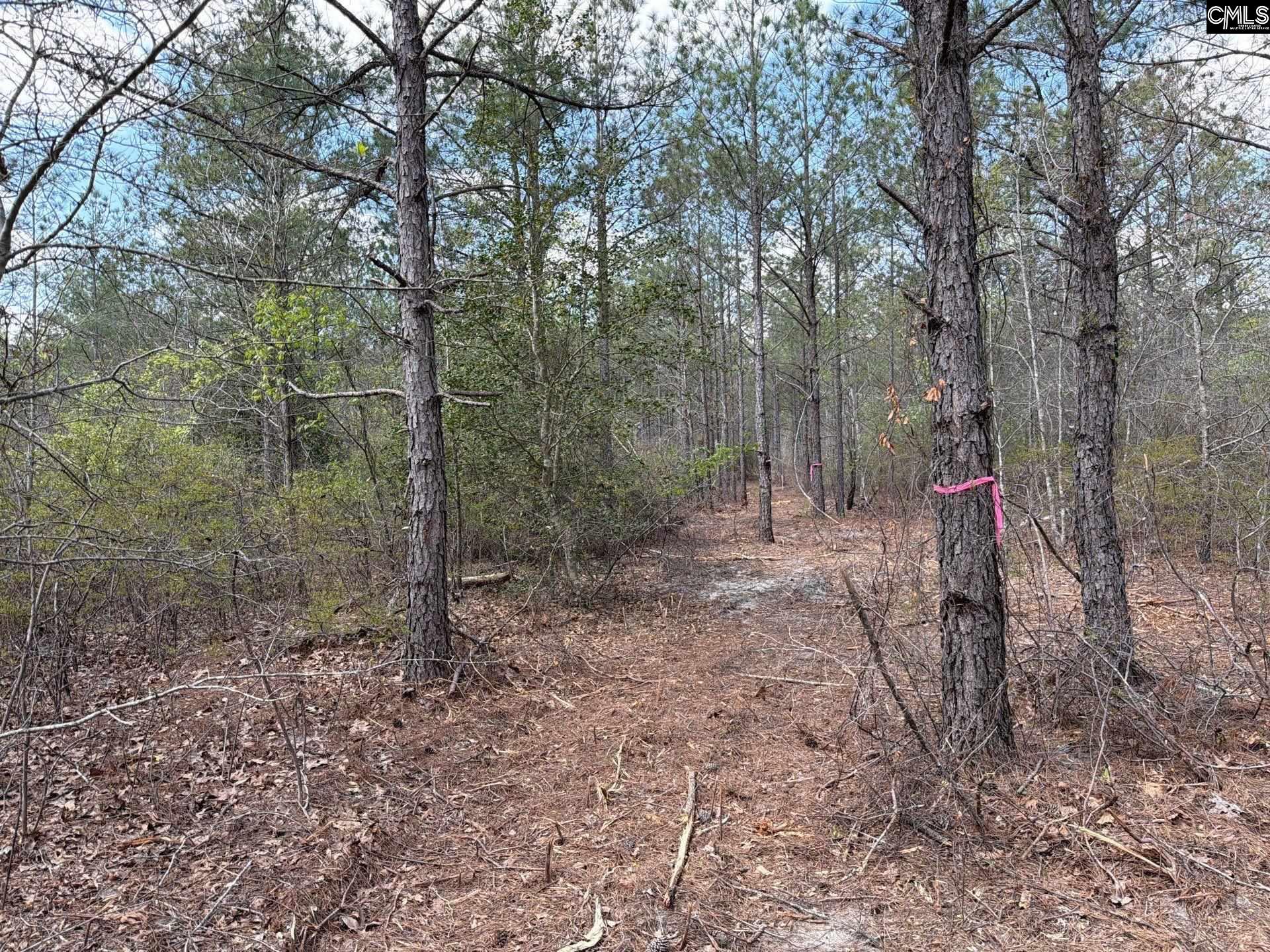 3 Mt Calvary Rd Ridge Spring Ridge Spring, SC 29129 - Photo 6 of 27