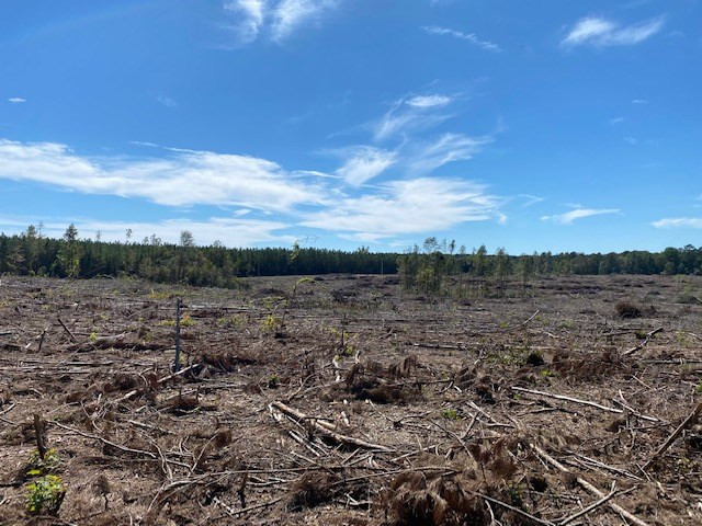 Tbd Tbd Miller & Cavanaugh Road Bassfield, MS 39421 - Photo 6 of 11 Photo 6