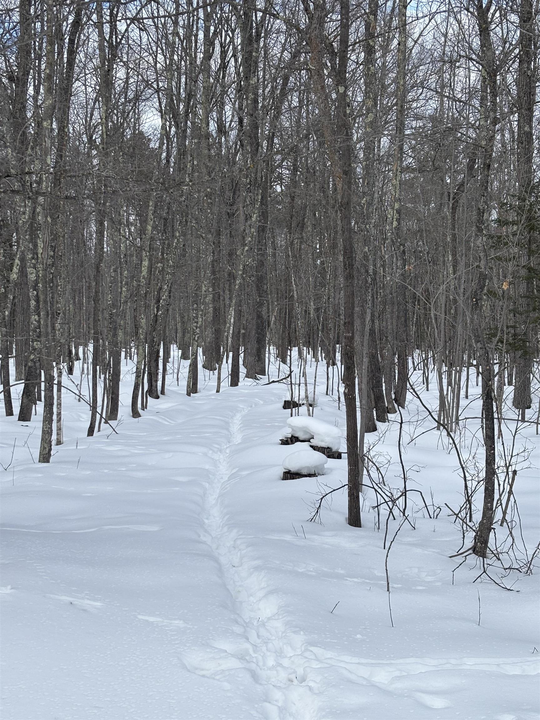 0 Cherryville Road Ashland, WI 54806 - Photo 4 of 6 View of yard