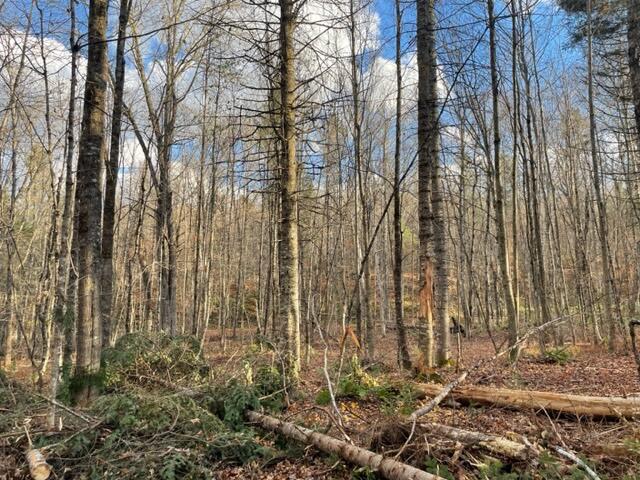 0 Little Huston Brook Road Concord Township, ME 04920 - Photo 170 of 193 IMG_1307