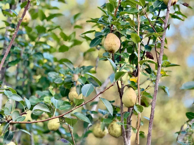 $385,000 | 12641 Bahia Court, Pensacola, FL 32507