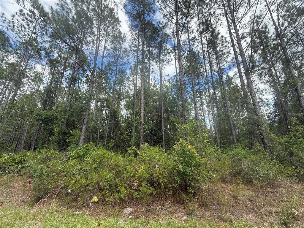 Southwest 89th Street Lake Butler, FL 32054 - Photo 2 of 15