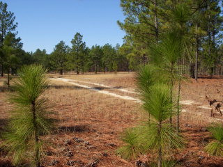 1796 Joyner Pond Road Aiken, SC 29803 - Photo 1 of 1