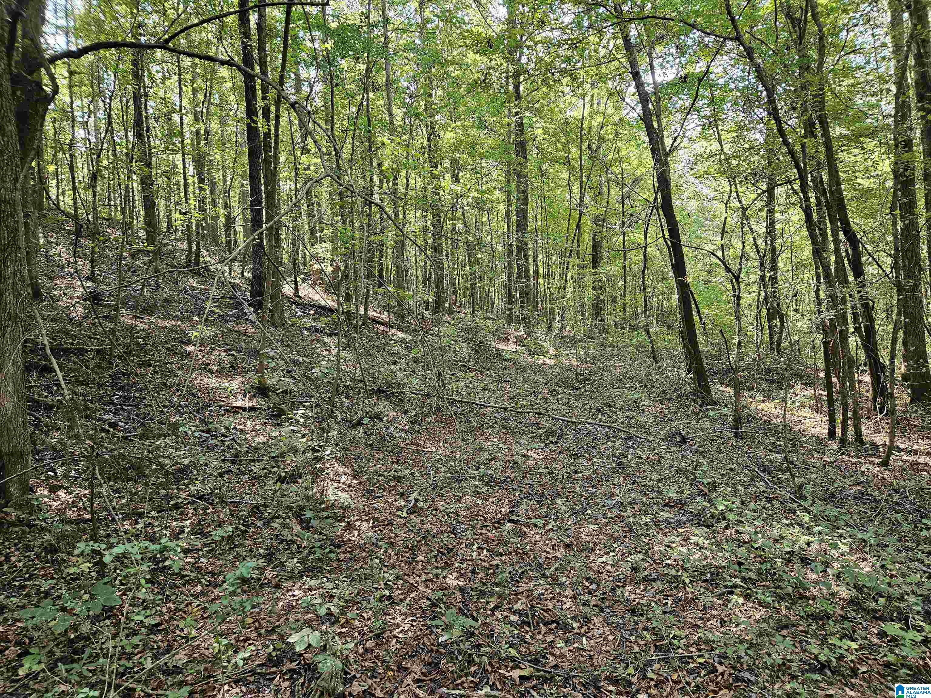Pleasant Valley Road Gallant, AL 35972 - Photo 5 of 10 Gallery Image 5