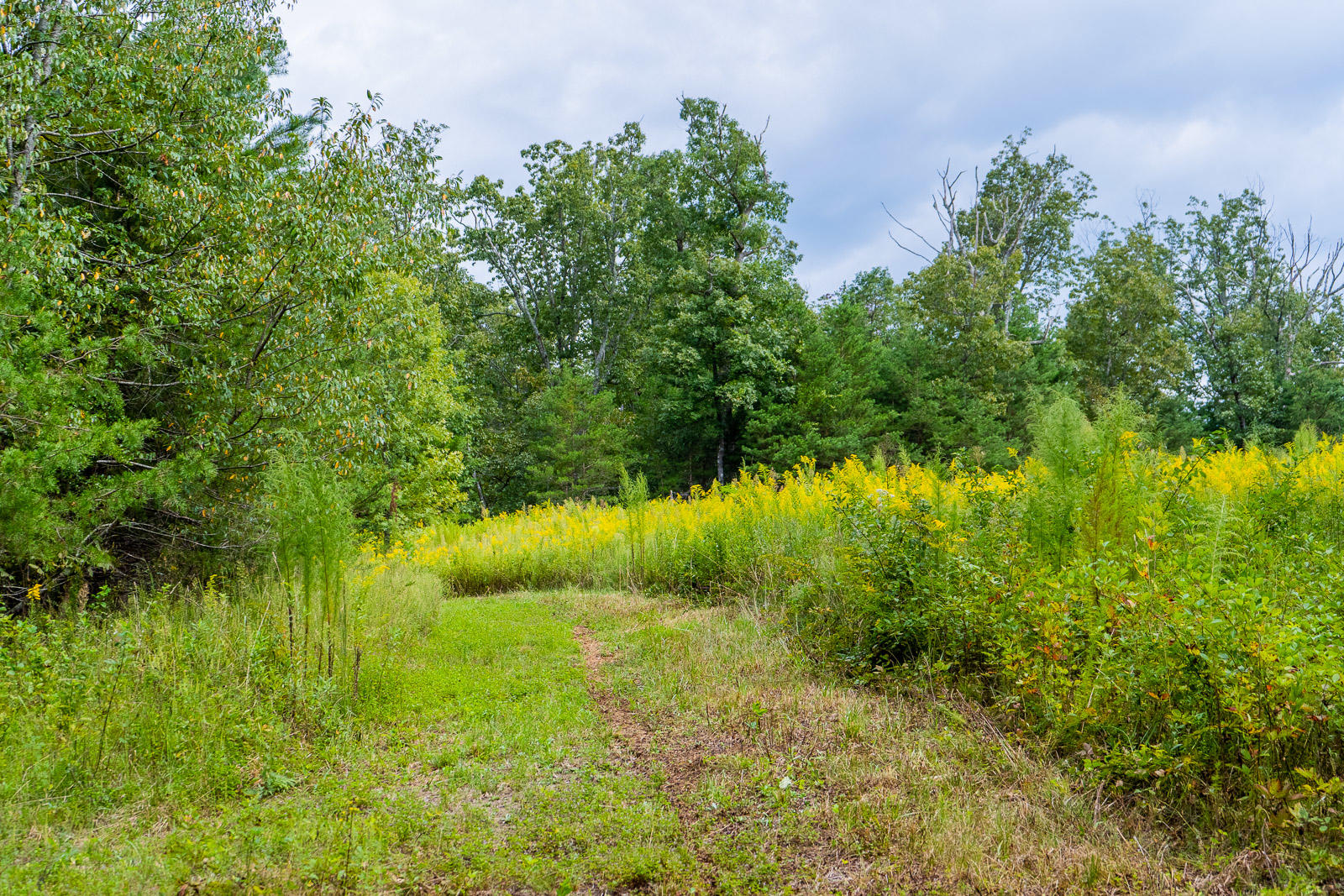 0 Long Branch Road, Unit 18 Rising Fawn, GA 30738 - Photo 11 of 33 Long-Branch-Preserve-Lot-18-Photos-12