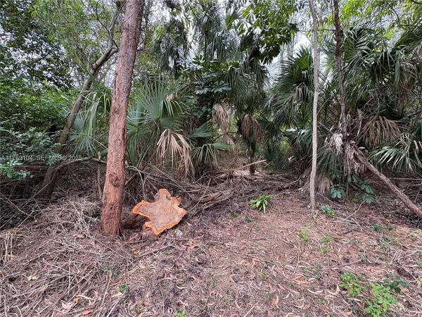 a view of a yard with a tree