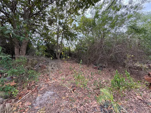 a view of a yard with plants and trees