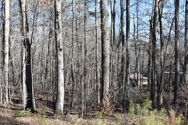 135 Taylor Road Gray, GA 31032 - Photo 4 of 28 a view of a yard with lots of trees
