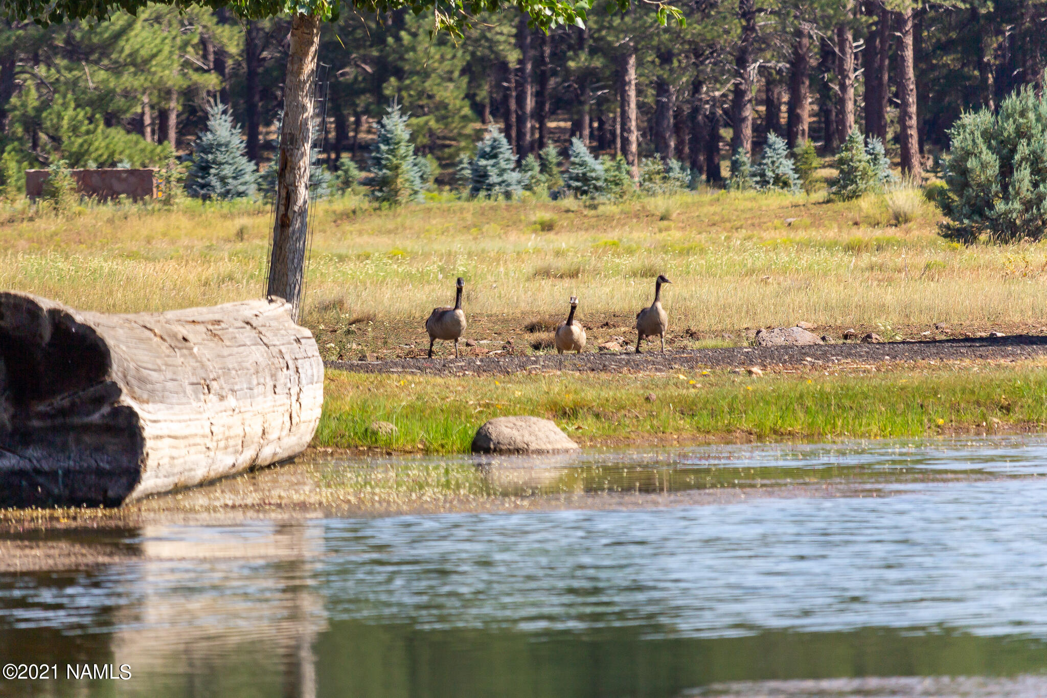 141 East Foxboro Road, Unit 10 Munds Park, AZ 86017 - Photo 16 of 22 Wildlife in Foxboro Ranch Estates