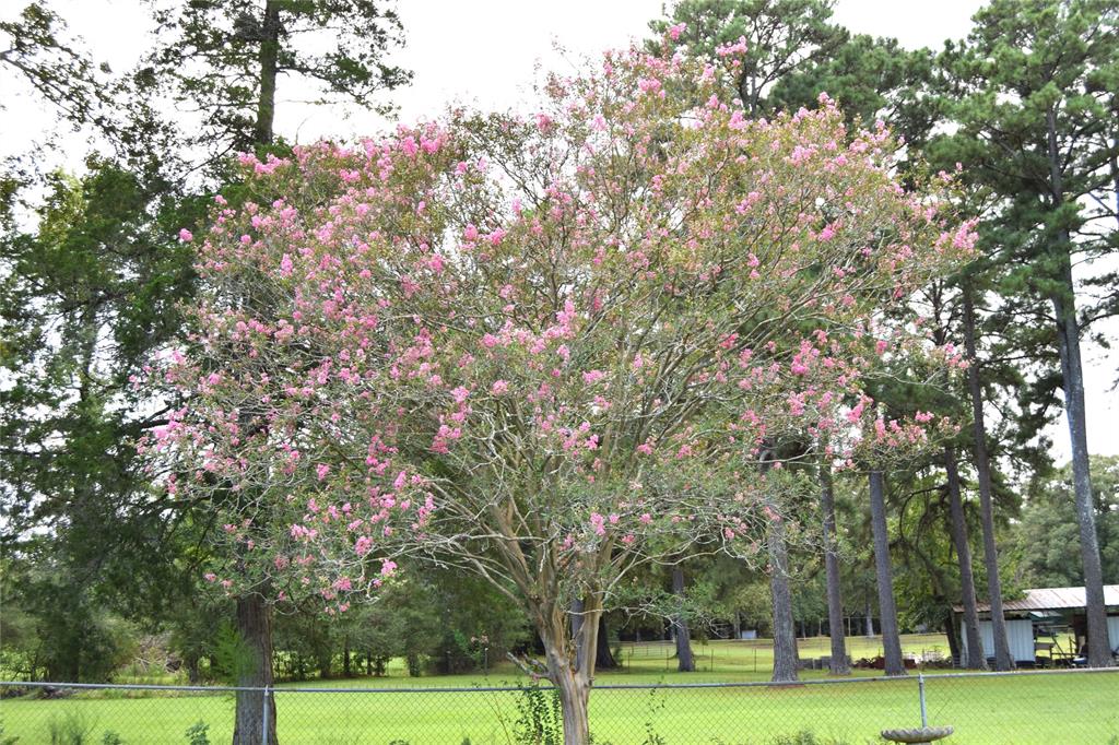 Mature flowering tree with pink blooms, surrounded by a grassy area and tall evergreen trees