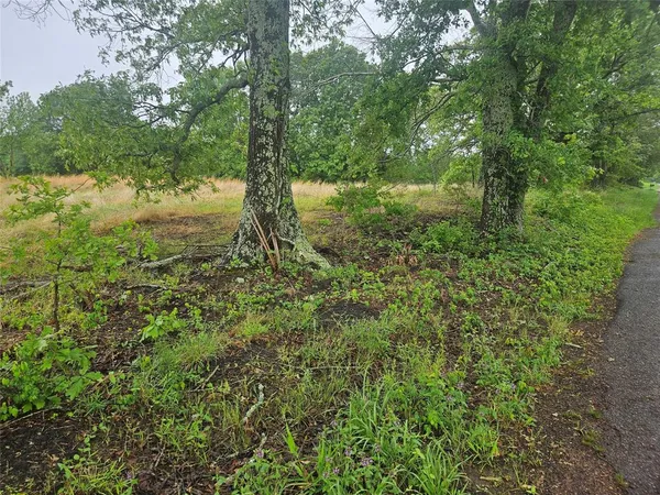a view of a forest with lots of trees