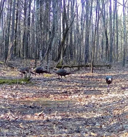 $360,000 | 340 Horsepen Road, Gore Springs, MS 38929