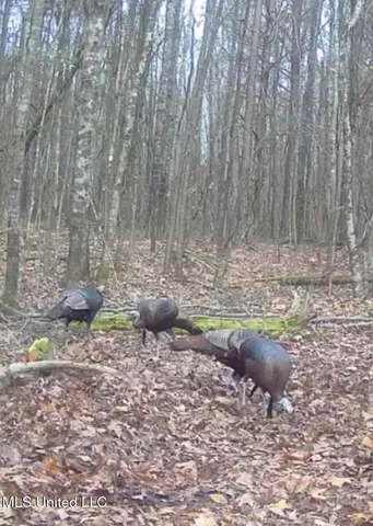 $360,000 | 340 Horsepen Road, Gore Springs, MS 38929