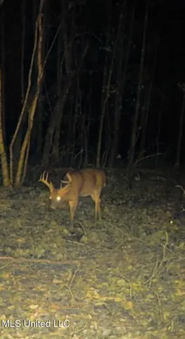 $360,000 | 340 Horsepen Road, Gore Springs, MS 38929