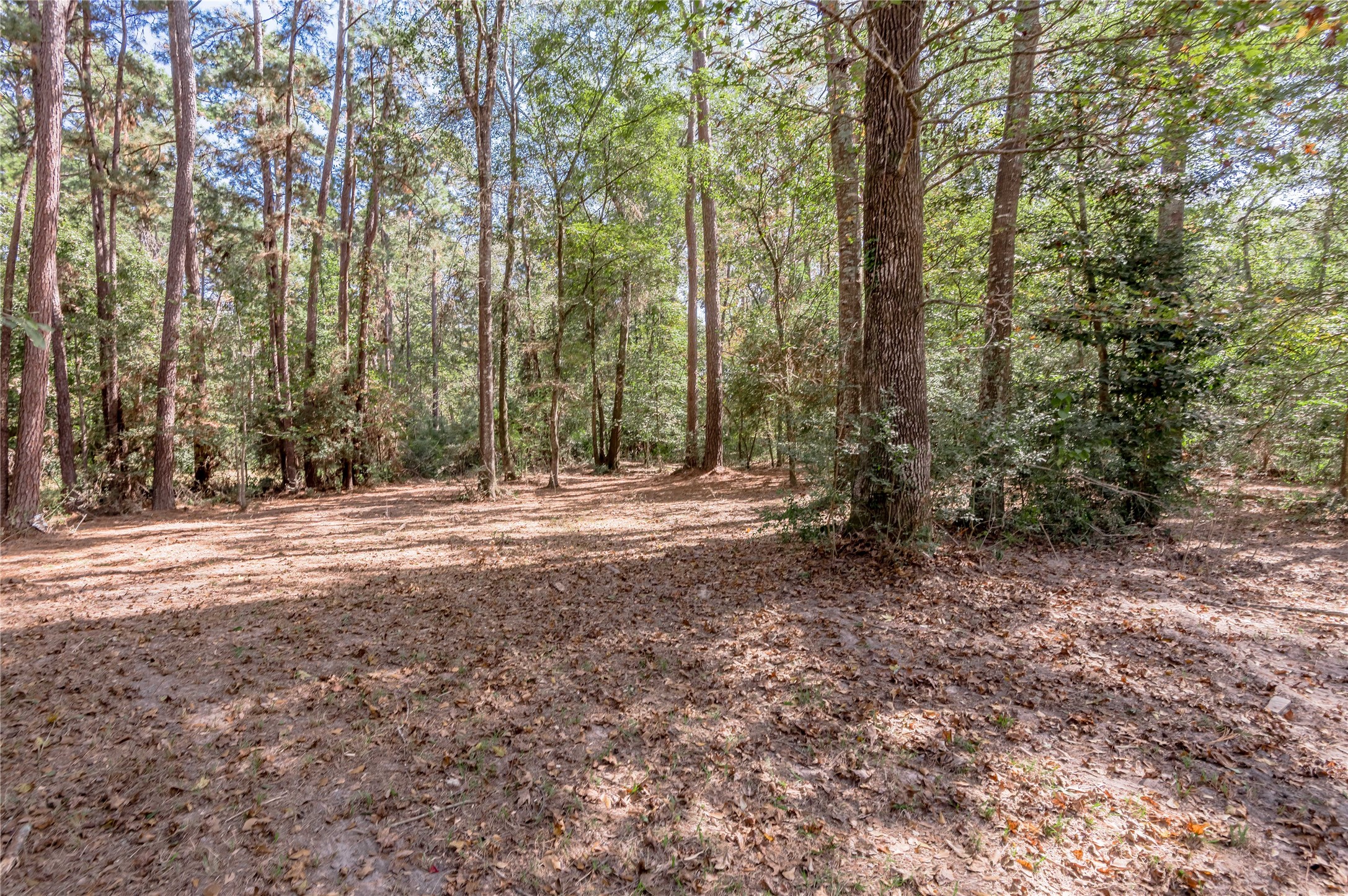 525 Canadian Drive Trinity, TX 75862 - Photo 20 of 36 a view of outdoor space and trees