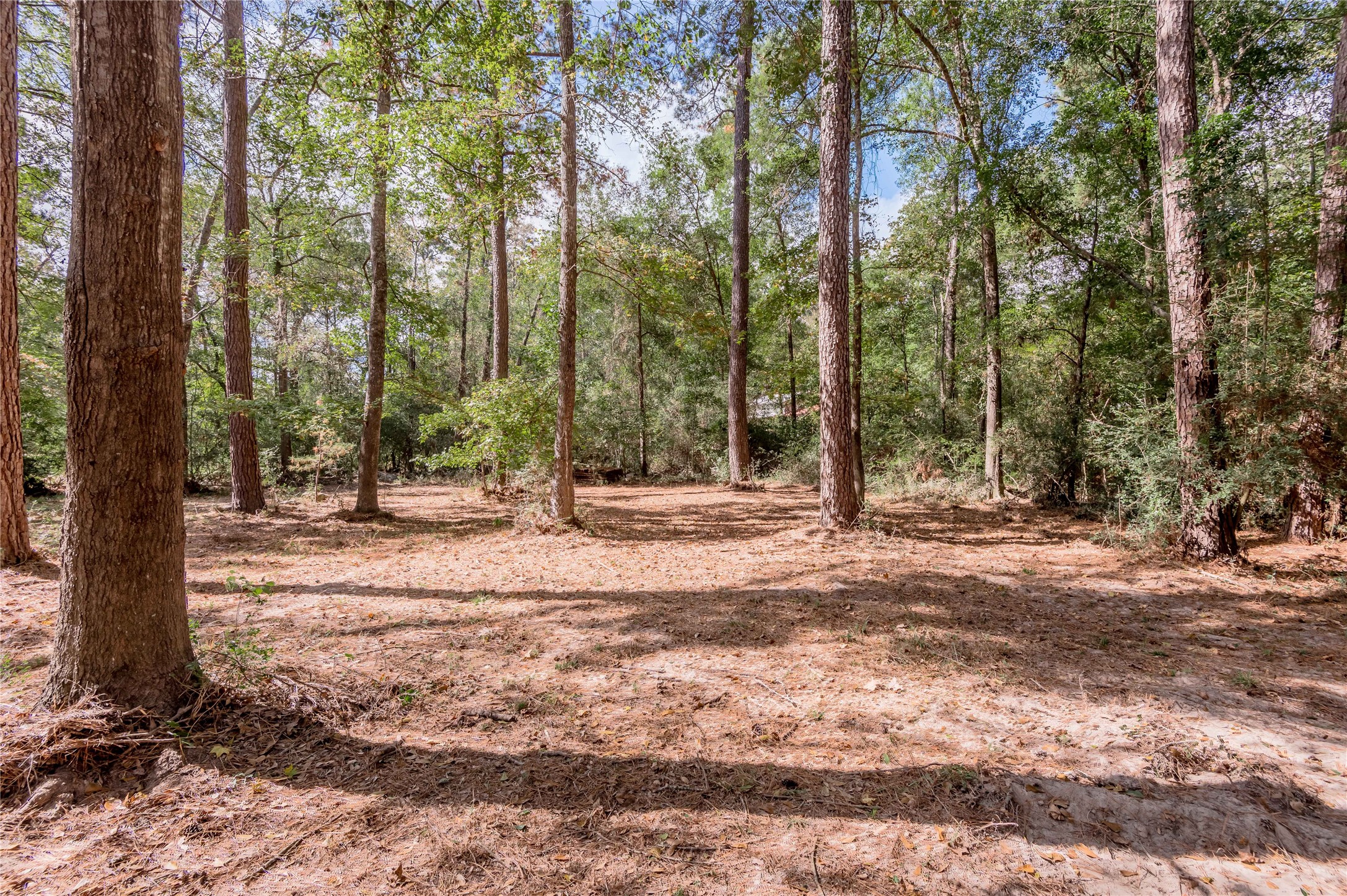 525 Canadian Drive Trinity, TX 75862 - Photo 24 of 36 a view of outdoor space with trees