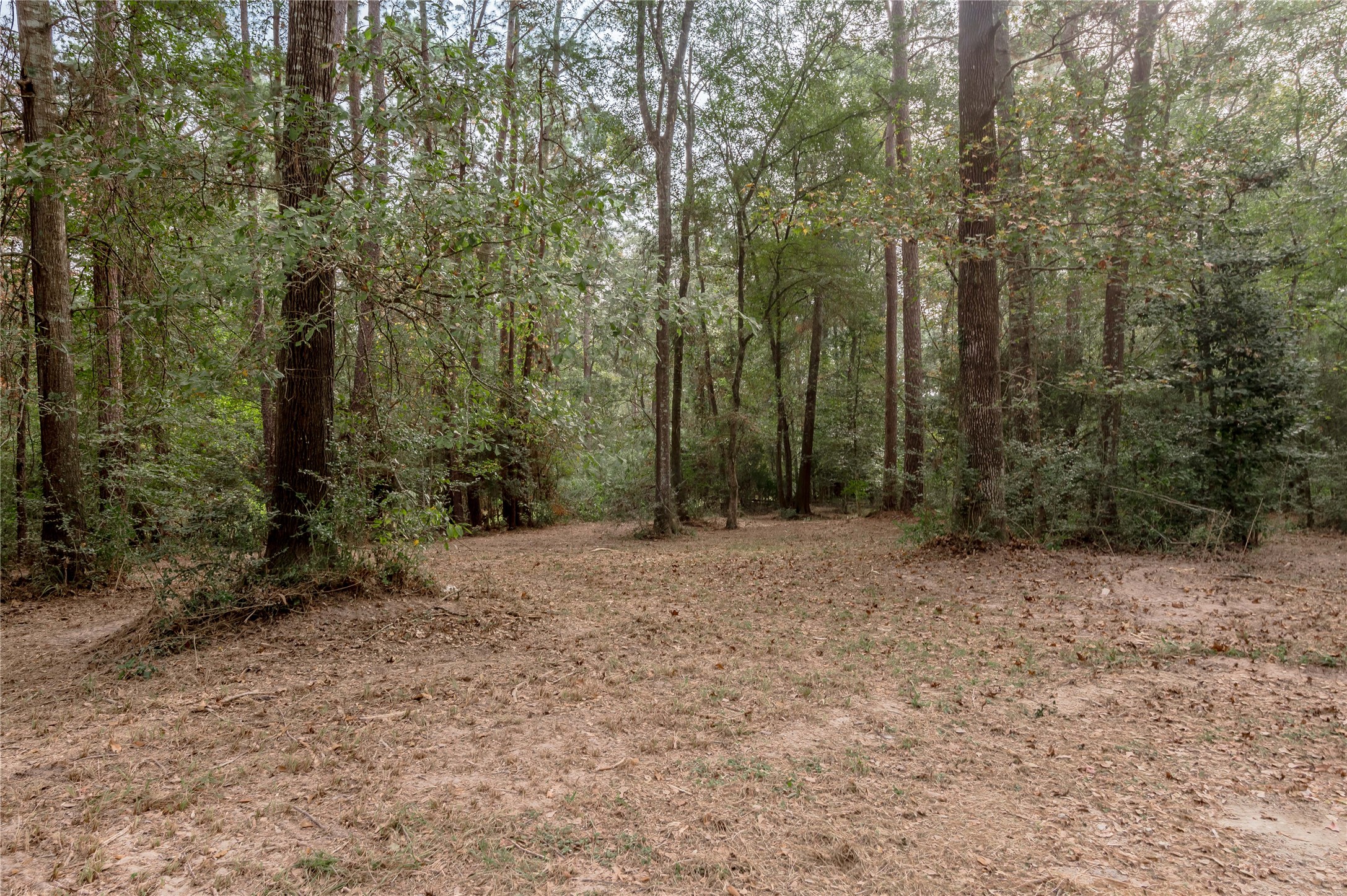 525 Canadian Drive Trinity, TX 75862 - Photo 10 of 36 a view of a forest with trees