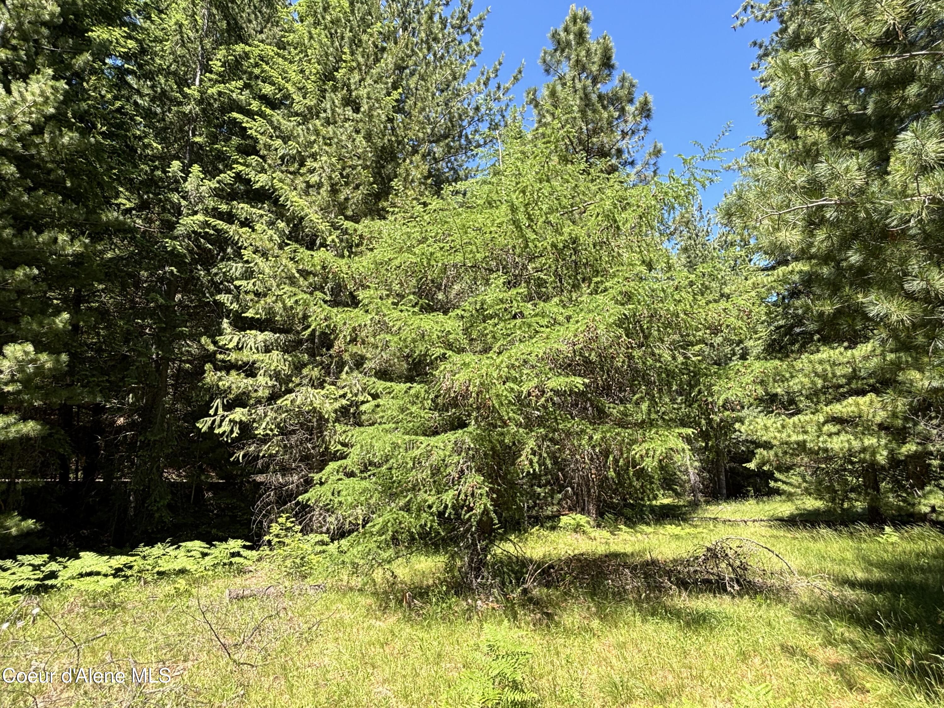 2216 Mosquito Creek Road Clark Fork, ID 83811 - Photo 40 of 47 039 Japanese Larch