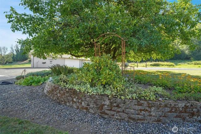 a view of a yard with plants and large trees