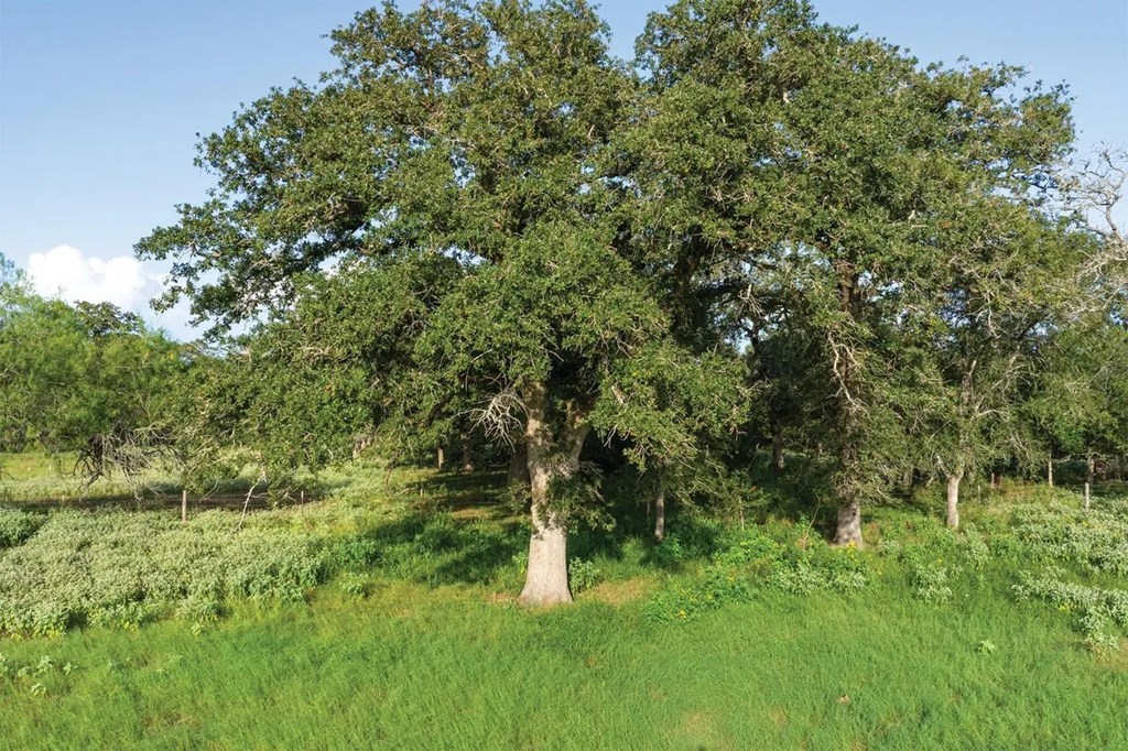 371 Batey Road, Unit 4 Nixon, TX 78140 - Photo 6 of 6
