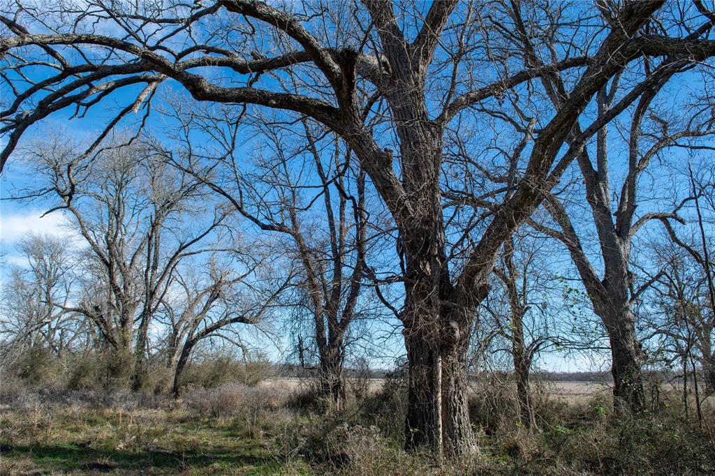 0 Lcr 412 Groesbeck, TX 76642 - Photo 26 of 37 a view of a tree