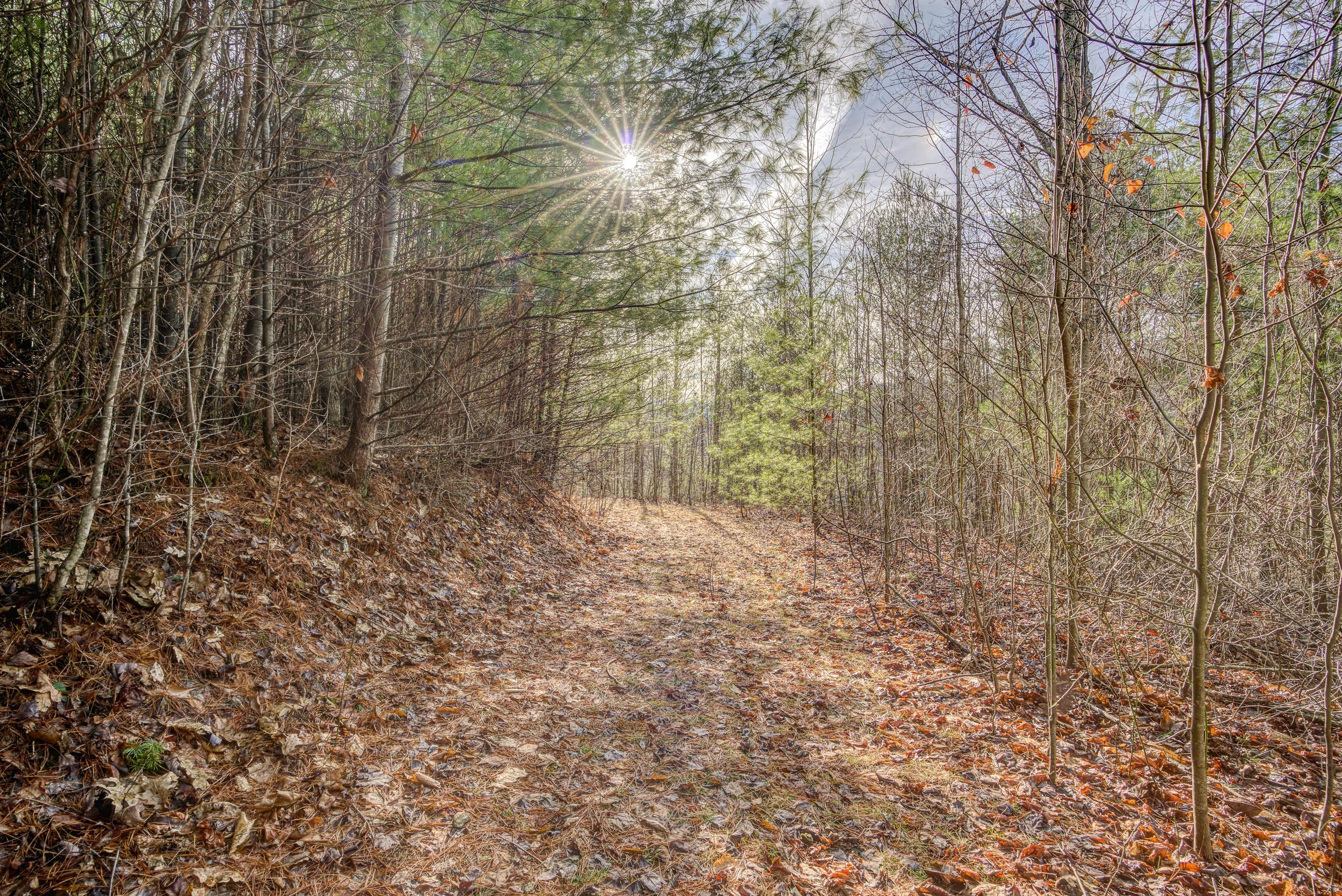 Lot 24 Mays Ridge Road, Unit 24 Butler, TN 37640 - Photo 8 of 29 MayesRidgeLand- (6 of 11)