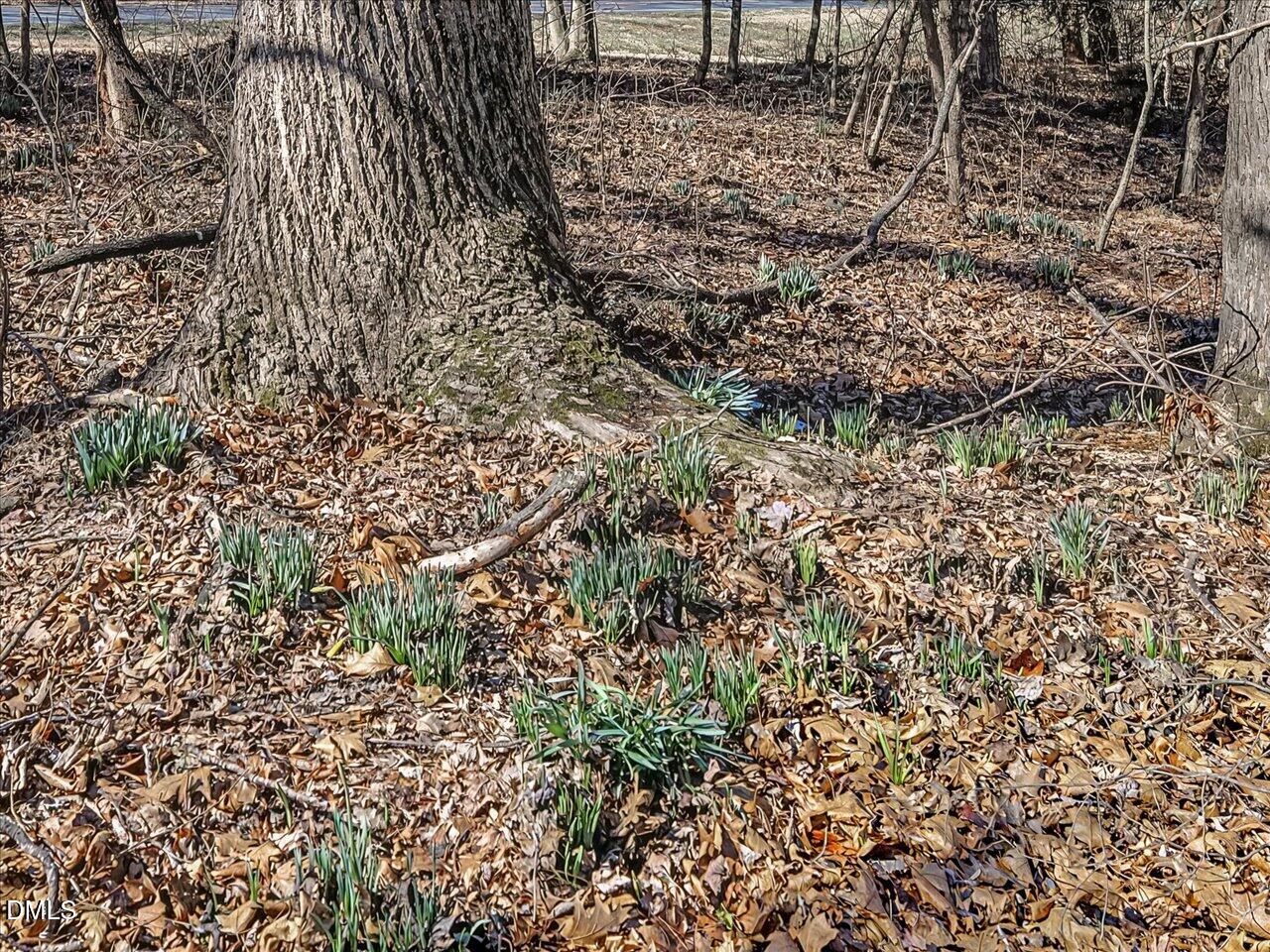 4223 Efland - Cedar Grove Road Hillsborough, NC 27278 - Photo 57 of 75 60-Daffodils