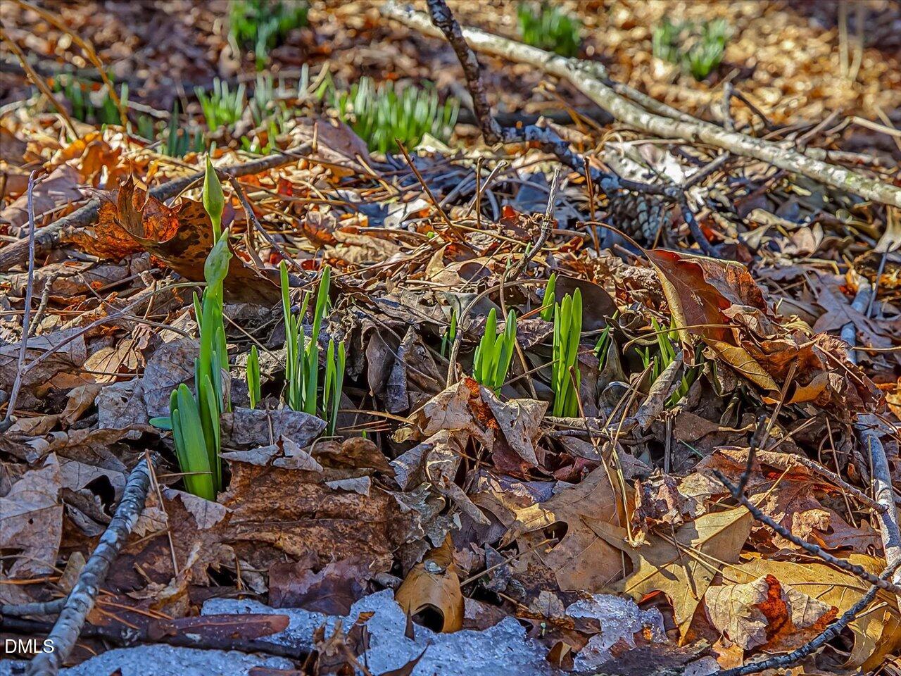 4223 Efland - Cedar Grove Road Hillsborough, NC 27278 - Photo 58 of 75 61-Daffodils