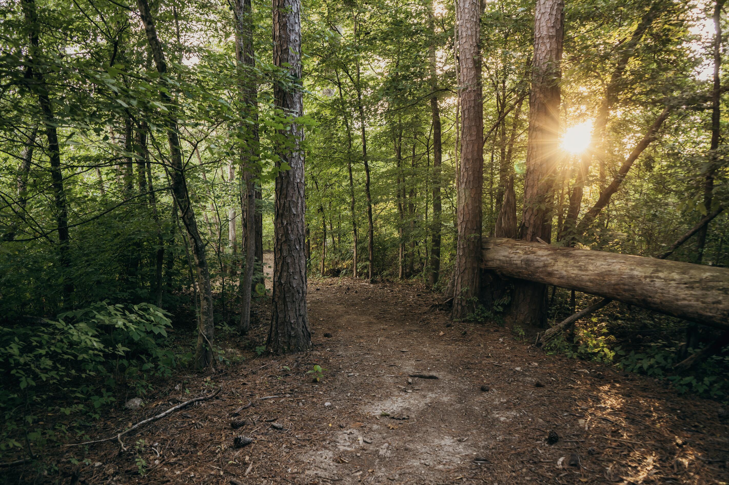 156 Cobbler Court Chattanooga, TN 37421 - Photo 7 of 15 Heritage Walk Community