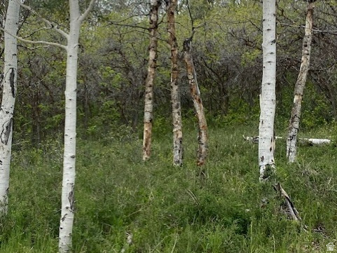2604 South Forest Meadow Road, Unit C82 Coalville, UT 84017 - Photo 5 of 27 Natural landscape featuring a stand of aspen trees with distinctive white bark, surrounded by green undergrowth and lush foliage
