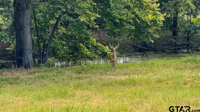 a view of swimming pool with a yard