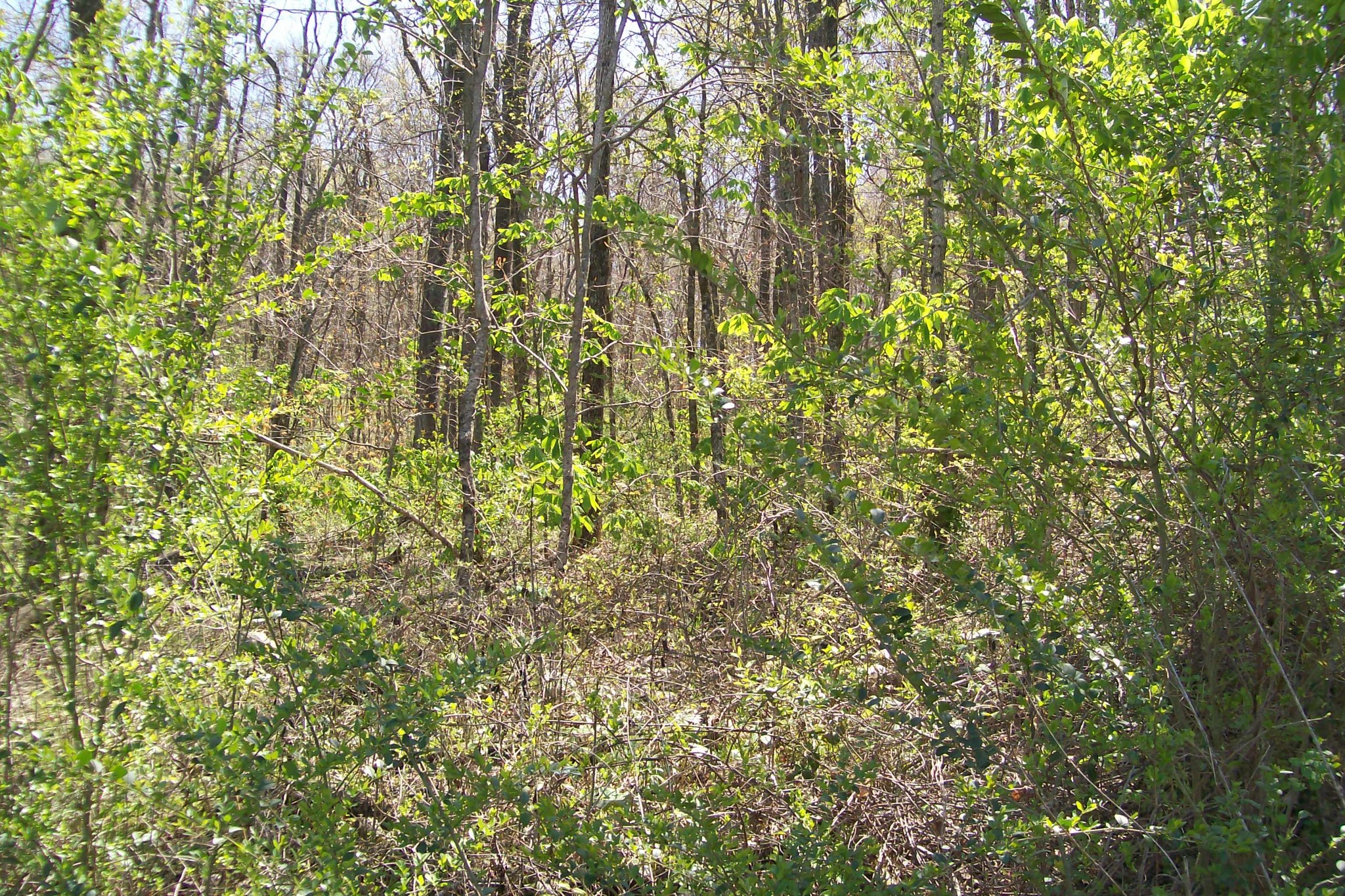 2560 Shellsford Road McMinnville, TN 37110 - Photo 8 of 11 Gallery Image 8