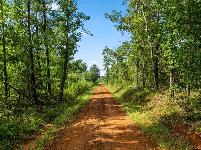 a view of a lush green forest with a tree