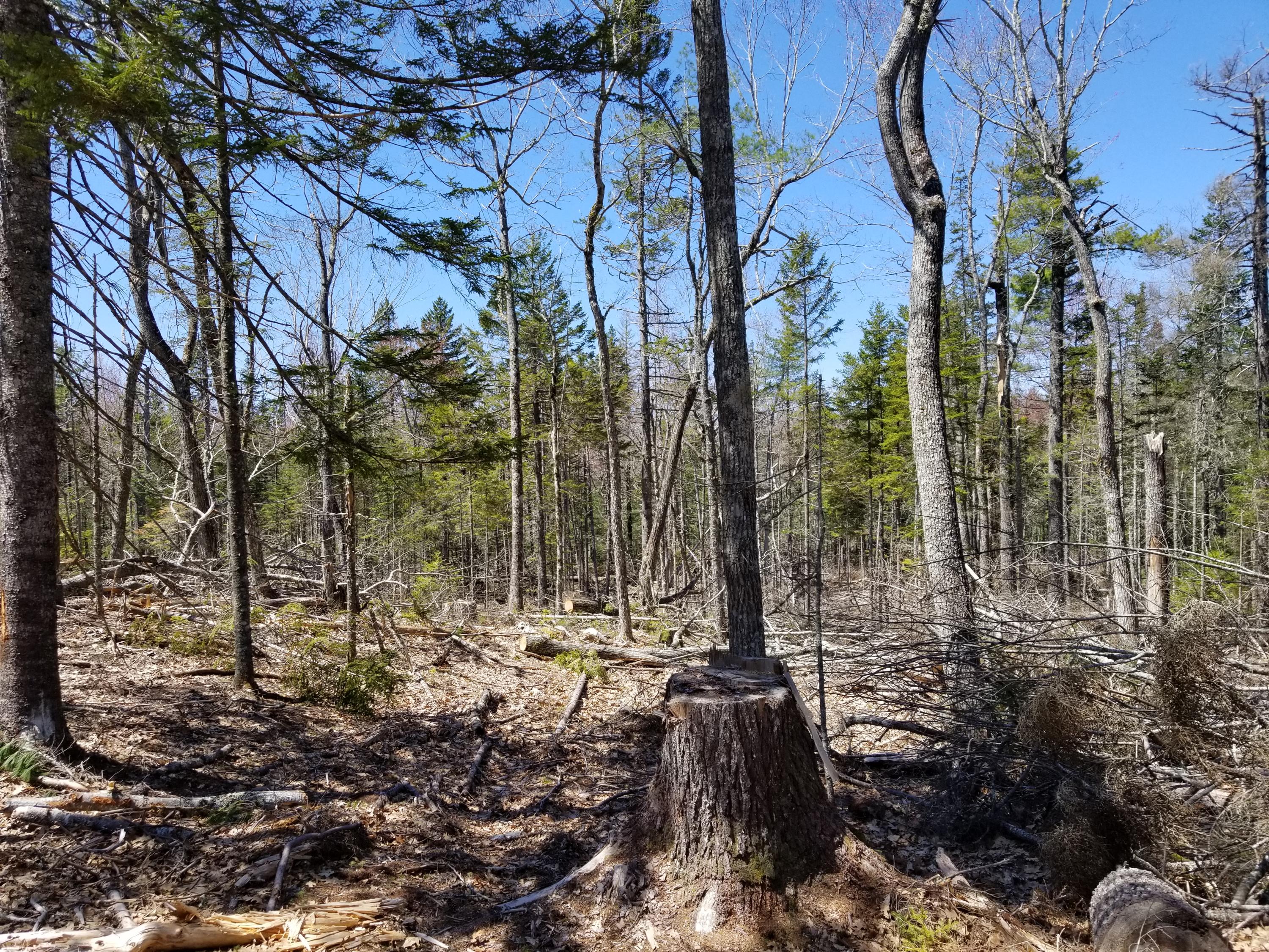 160 Southern Bay Road Penobscot, ME 04476 - Photo 40 of 62 40 harvest