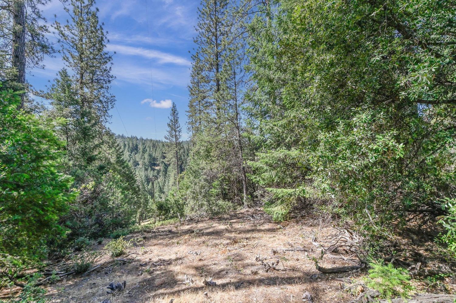 a view of a yard with plants and trees