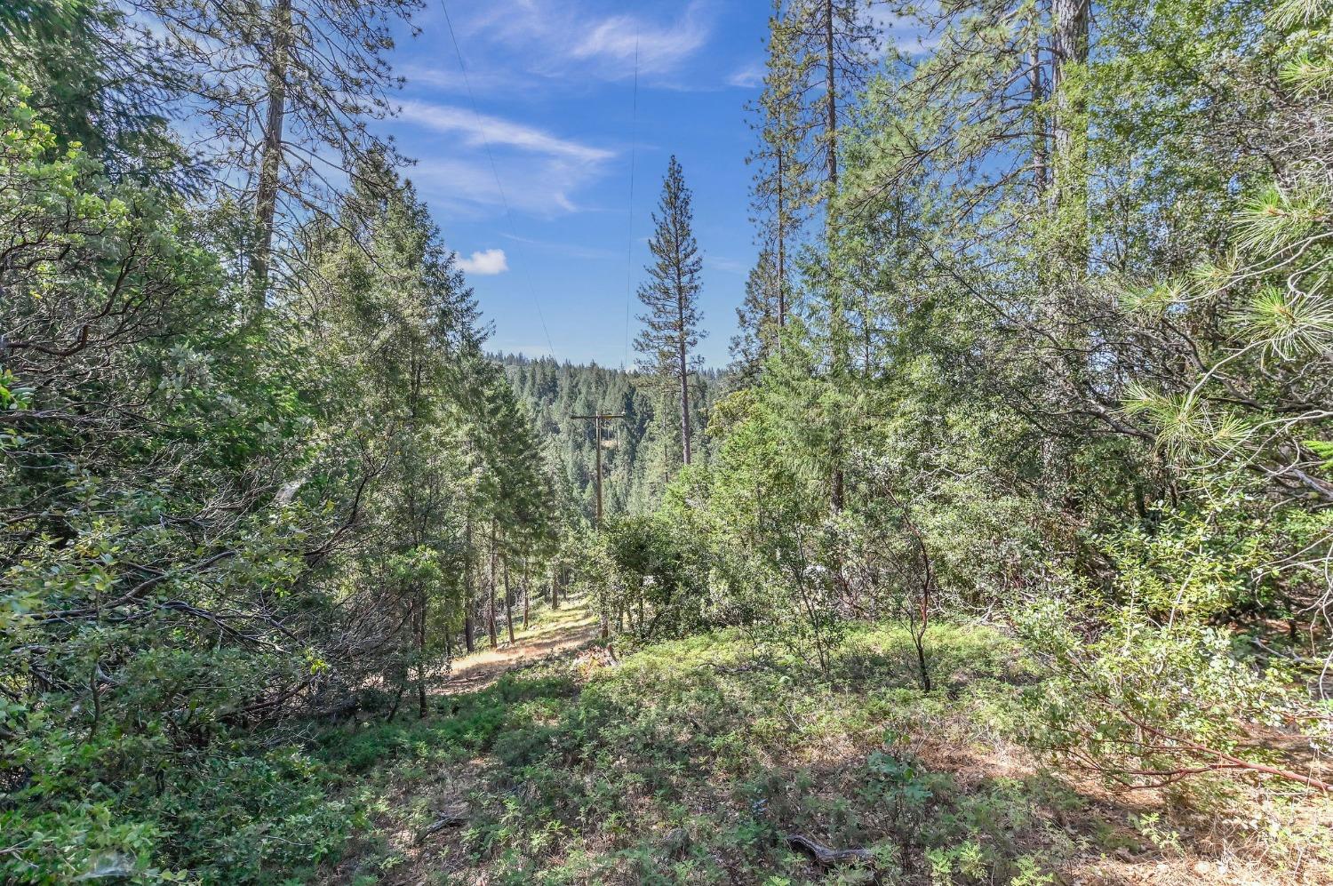 21670 Clute Canyon Road Volcano, CA 95689 - Photo 13 of 13 a view of a yard with a tree