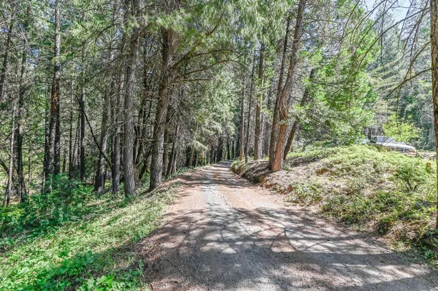 a view of a yard with plants and trees
