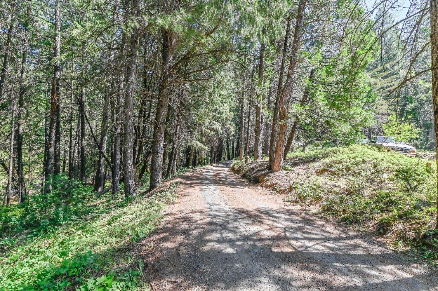 21670 Clute Canyon Road Volcano, CA 95689 - Photo 4 of 13 a view of a yard with plants and trees