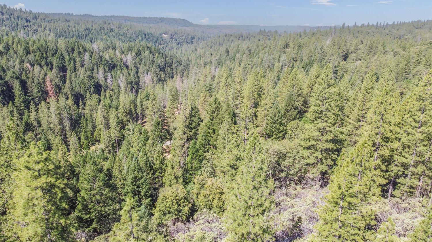 21670 Clute Canyon Road Volcano, CA 95689 - Photo 5 of 13 a view of a lush green field