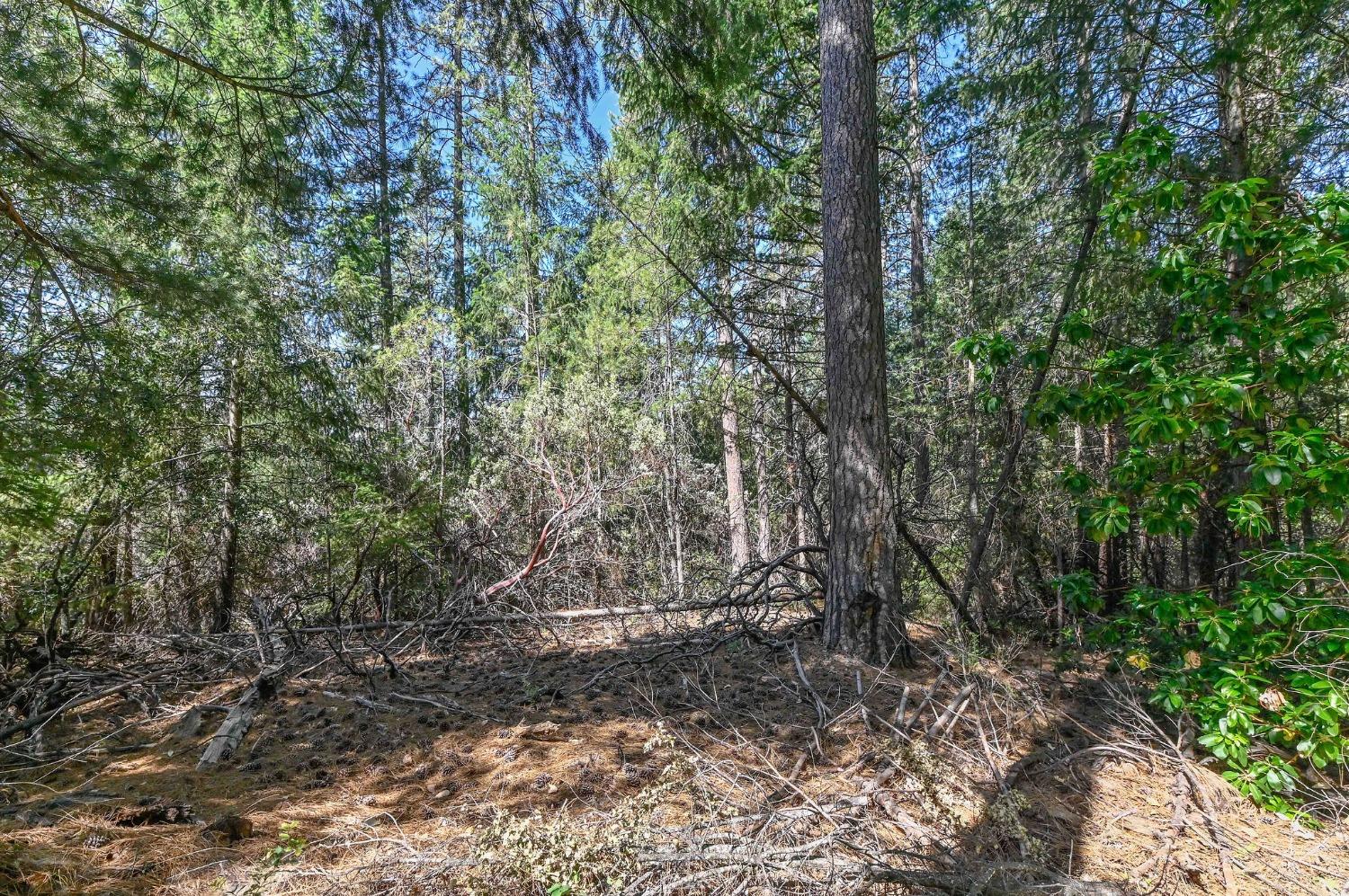 21670 Clute Canyon Road Volcano, CA 95689 - Photo 6 of 13 a view of forest