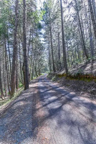 a view of a yard with trees