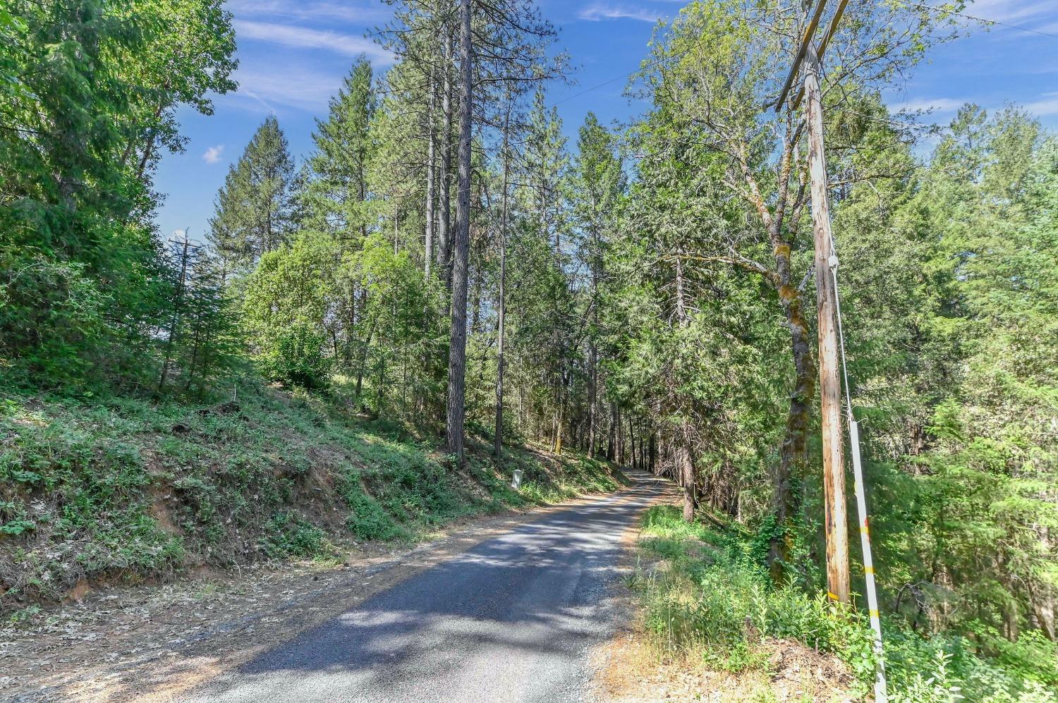 21670 Clute Canyon Road Volcano, CA 95689 - Photo 9 of 13 a view of a forest with trees