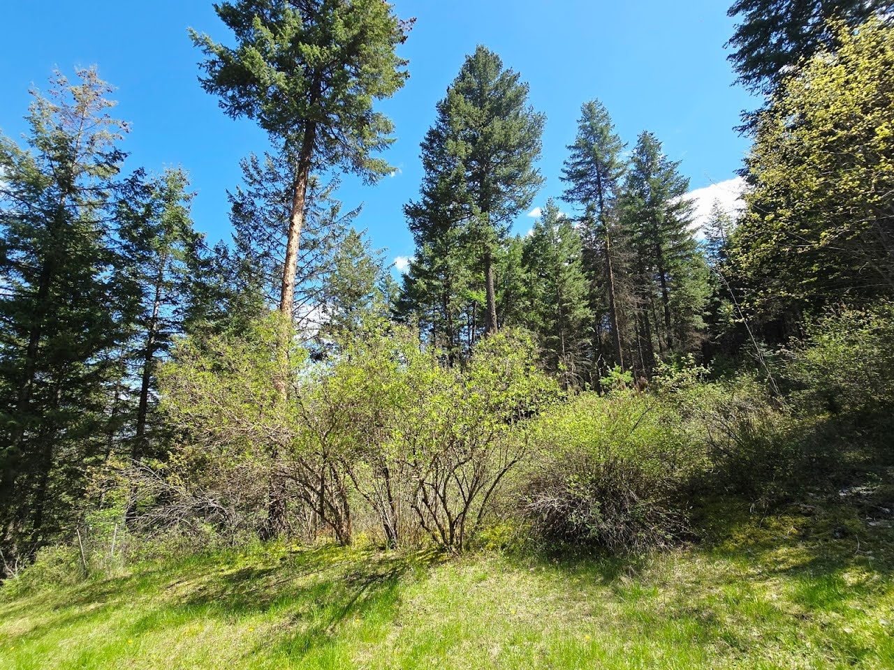 93 Wapiti Point Road Thompson Falls, MT 59873 - Photo 16 of 20 Gallery Image 16