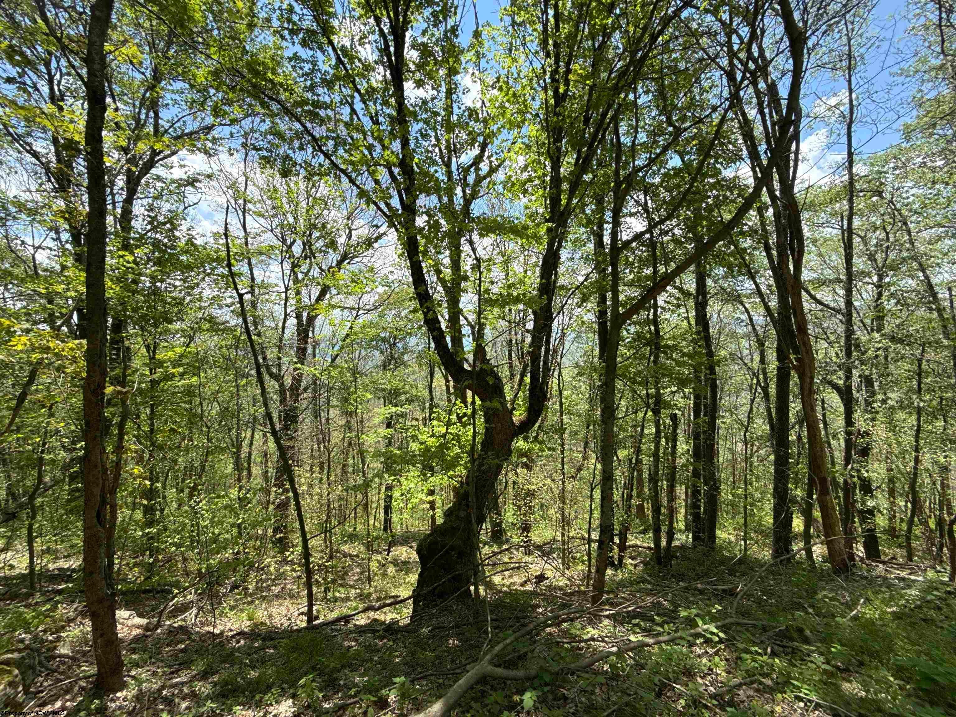 1019 Thunderstruck Road Dryfork, WV 26263 - Photo 8 of 19 Gallery Image 8