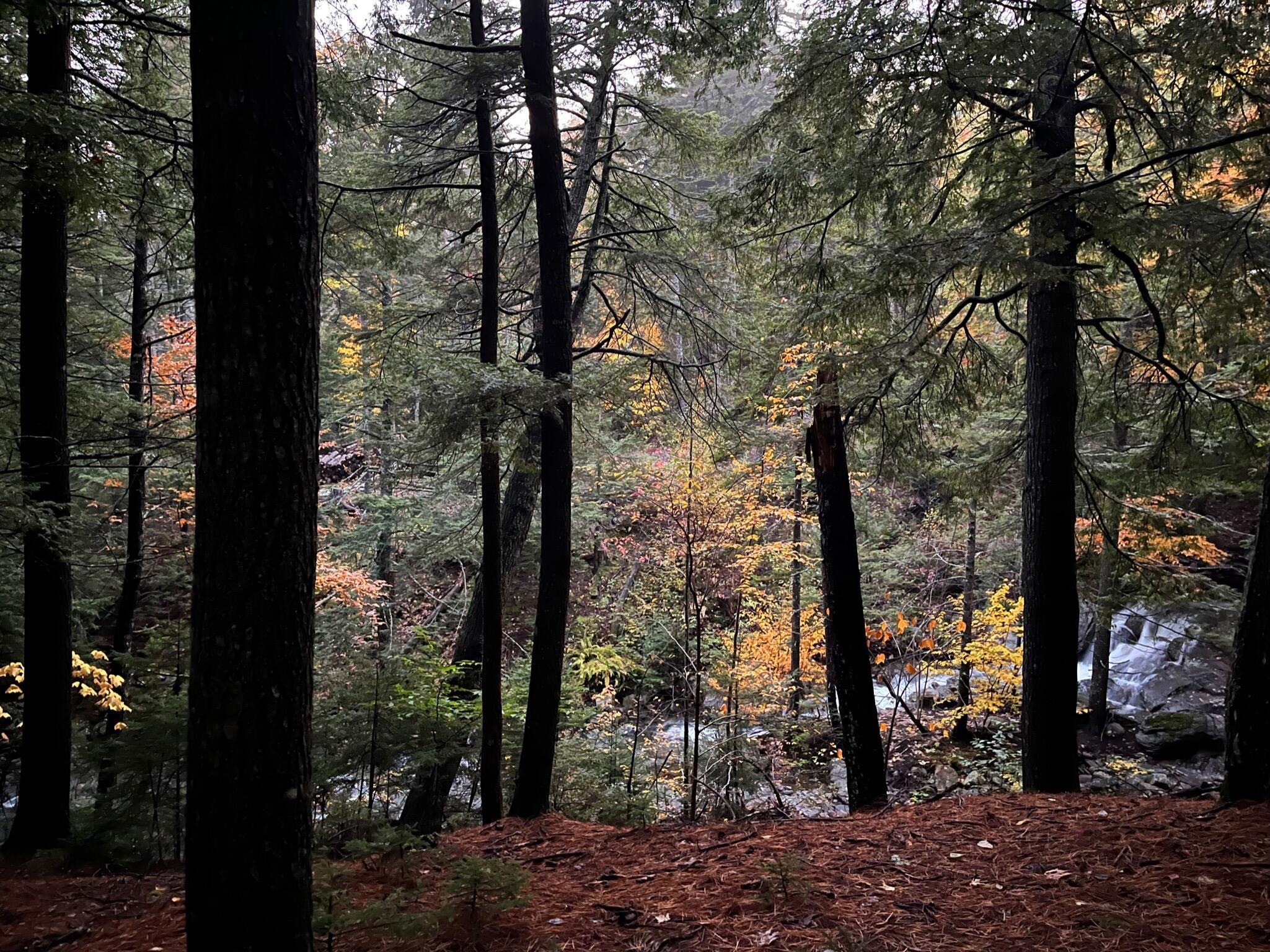 440 Belfast Road, Unit D2 Camden, ME 04843 - Photo 10 of 20 Fall in the Forest