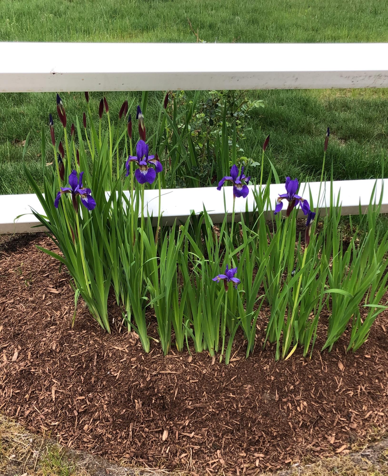 25 West Pond Road Chatham, MA 02633 - Photo 42 of 52 de guzman Iris at the fence