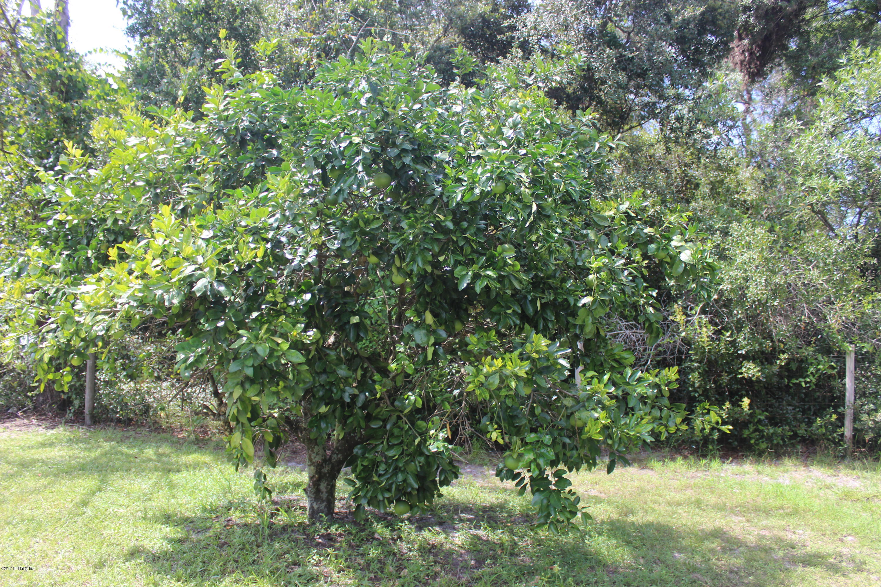 104 Niles Road Crescent City, FL 32112 - Photo 4 of 4 Grapefruit Tree
