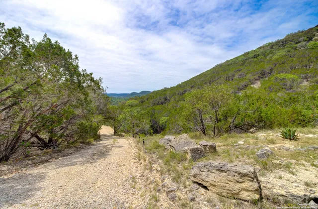 a view of a yard with an trees and plants