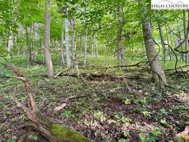 a view of a lush green forest