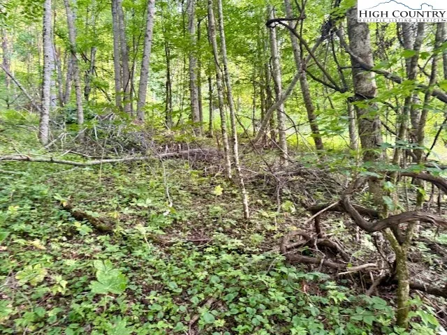 a view of a yard with plants and large trees